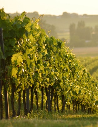  - Activités - cognac