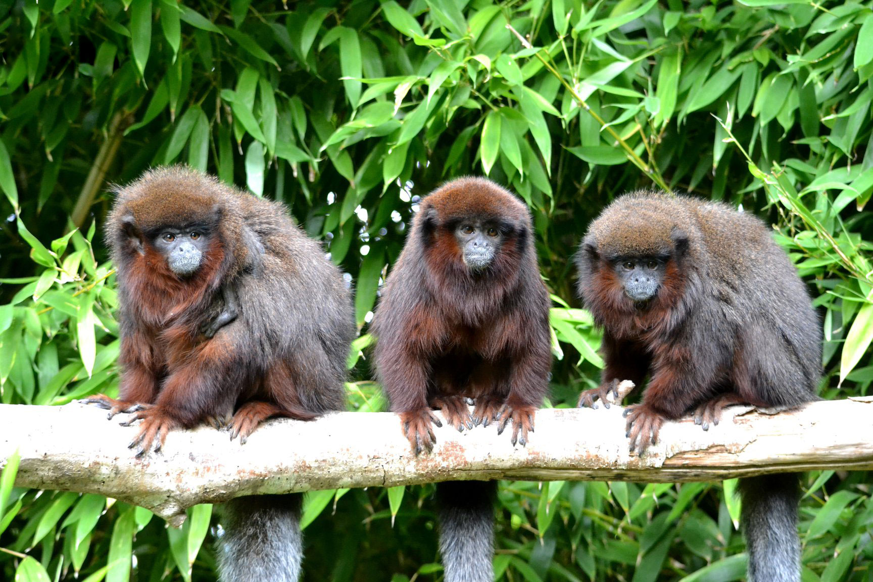  - Activités - la-vallee-des-singes