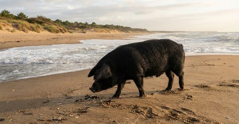 - conges cochon